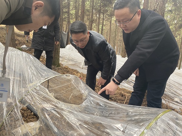 銅仁城交集團黨委委員、副總經理趙天勇一行赴石阡縣檢查羊肚菌基地種植情況